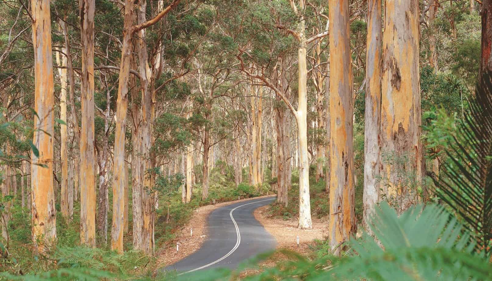 Winding road meandering through the tall karri trees of Boranup Forest, showcasing the natural beauty of Western Australia.