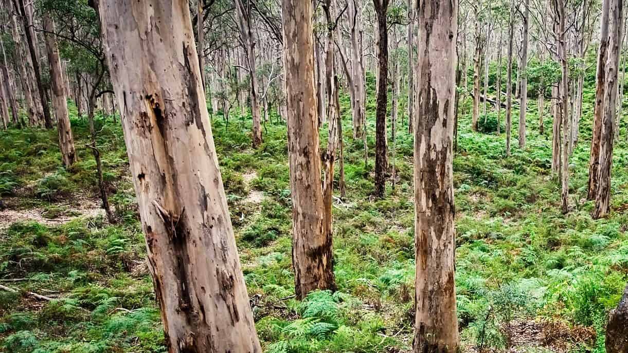 Dense array of eucalyptus trees rising from the lush fern undergrowth in Boranup Forest, a testament to the biodiversity of the region.