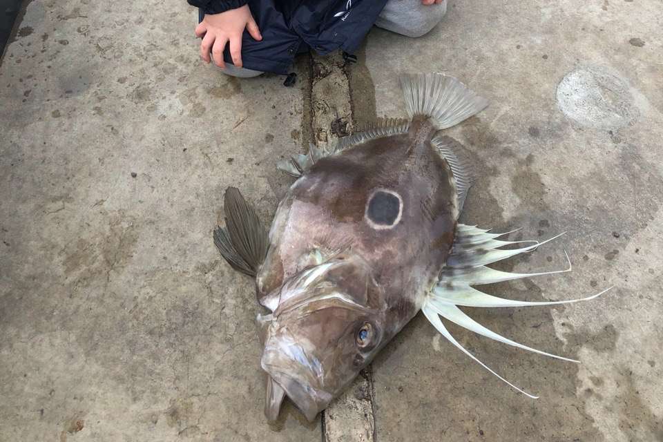 A large, unique-looking fish, a John Dory, lies on a concrete surface with its intricate fin details on display, captured after a fishing adventure in Margaret River, with a person seated nearby observing it.