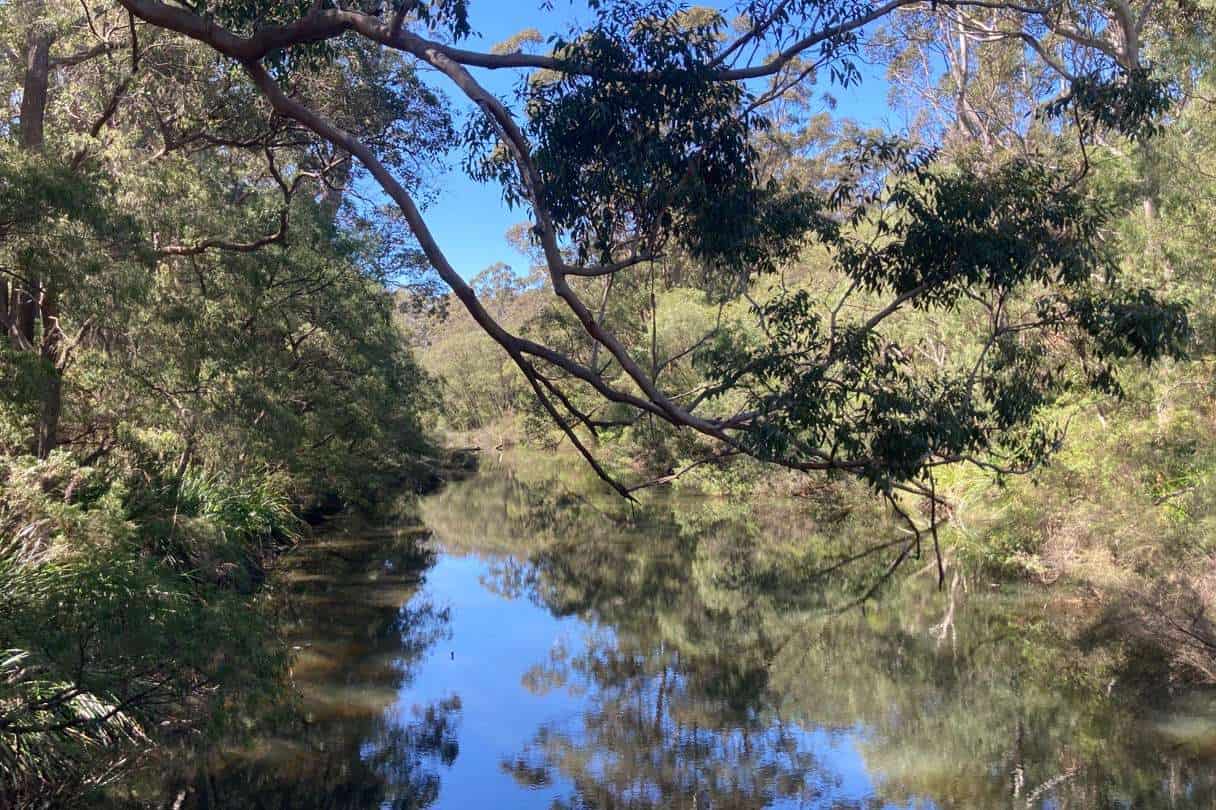 A tranquil stream meanders through a lush forest in Margaret River, with trees reflecting off the water's surface, offering a picturesque and serene fishing location.