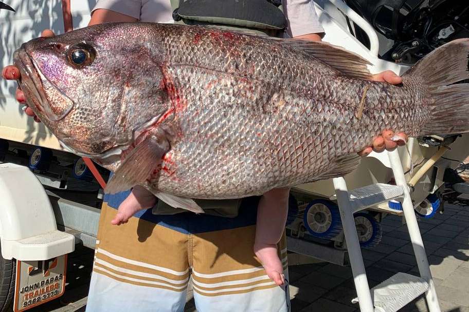 big dhufish! caught at a fishing spot in Margaret River