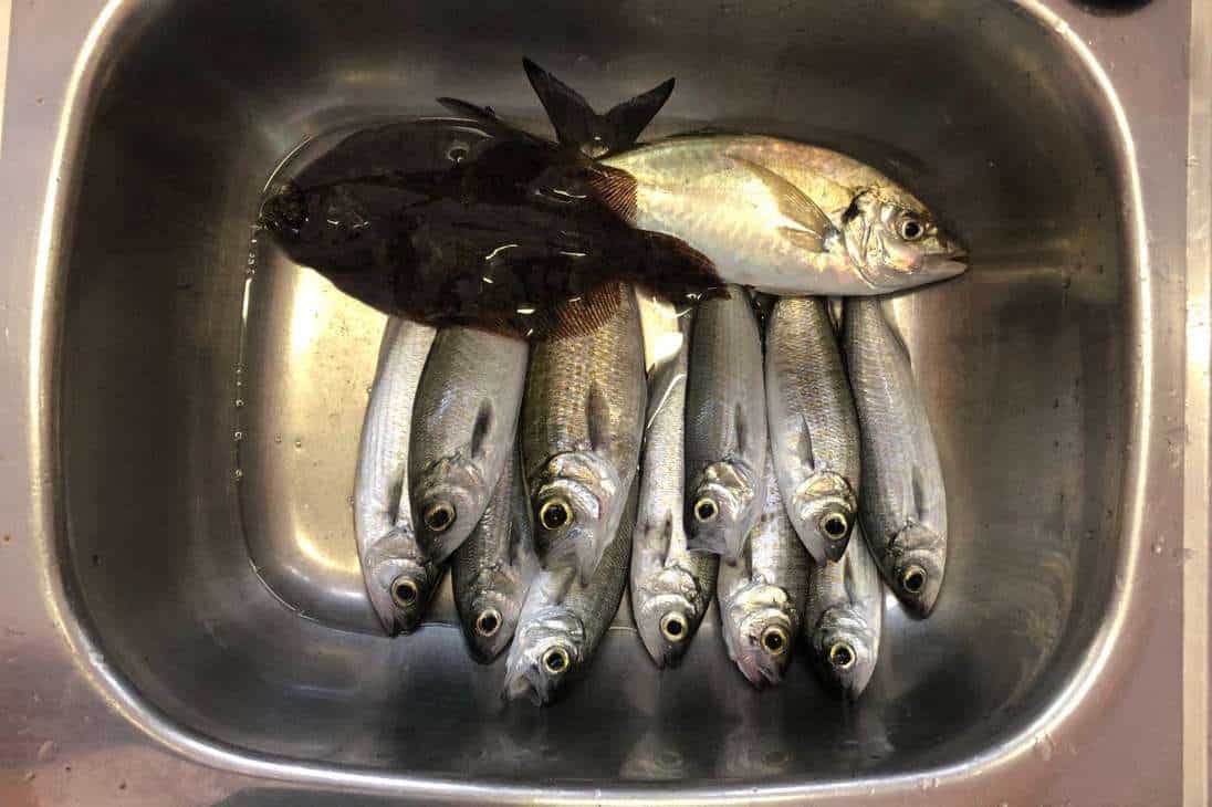 A variety of fish freshly caught in Margaret River, arranged in a stainless steel sink, with a larger fish on top of smaller ones, showcasing the day's successful fishing haul.