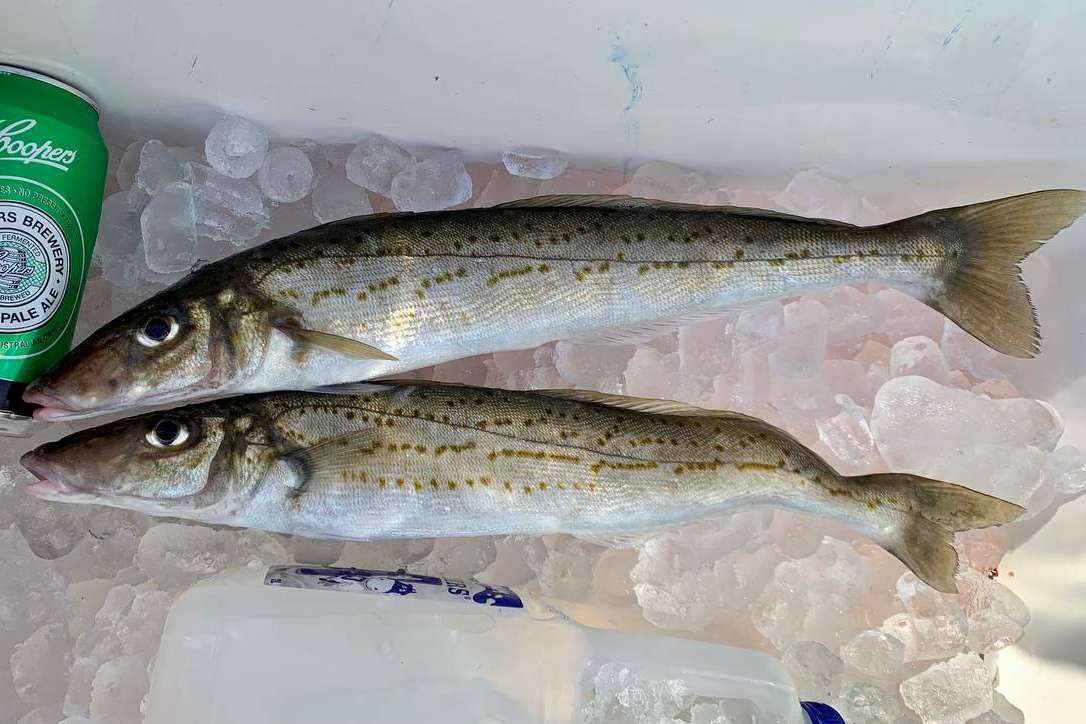 Two spotted fish, freshly caught in Margaret River, chilling on ice with a can of Coopers Pale Ale beside them, ready to be enjoyed after a rewarding day of fishing.