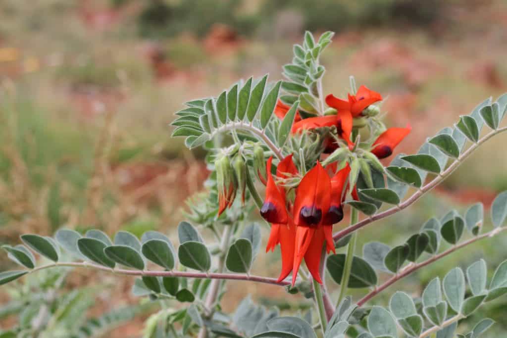 flora margaret river