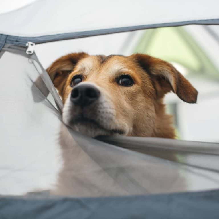 6 Best Dog-Friendly Camping in Margaret River in 2023!