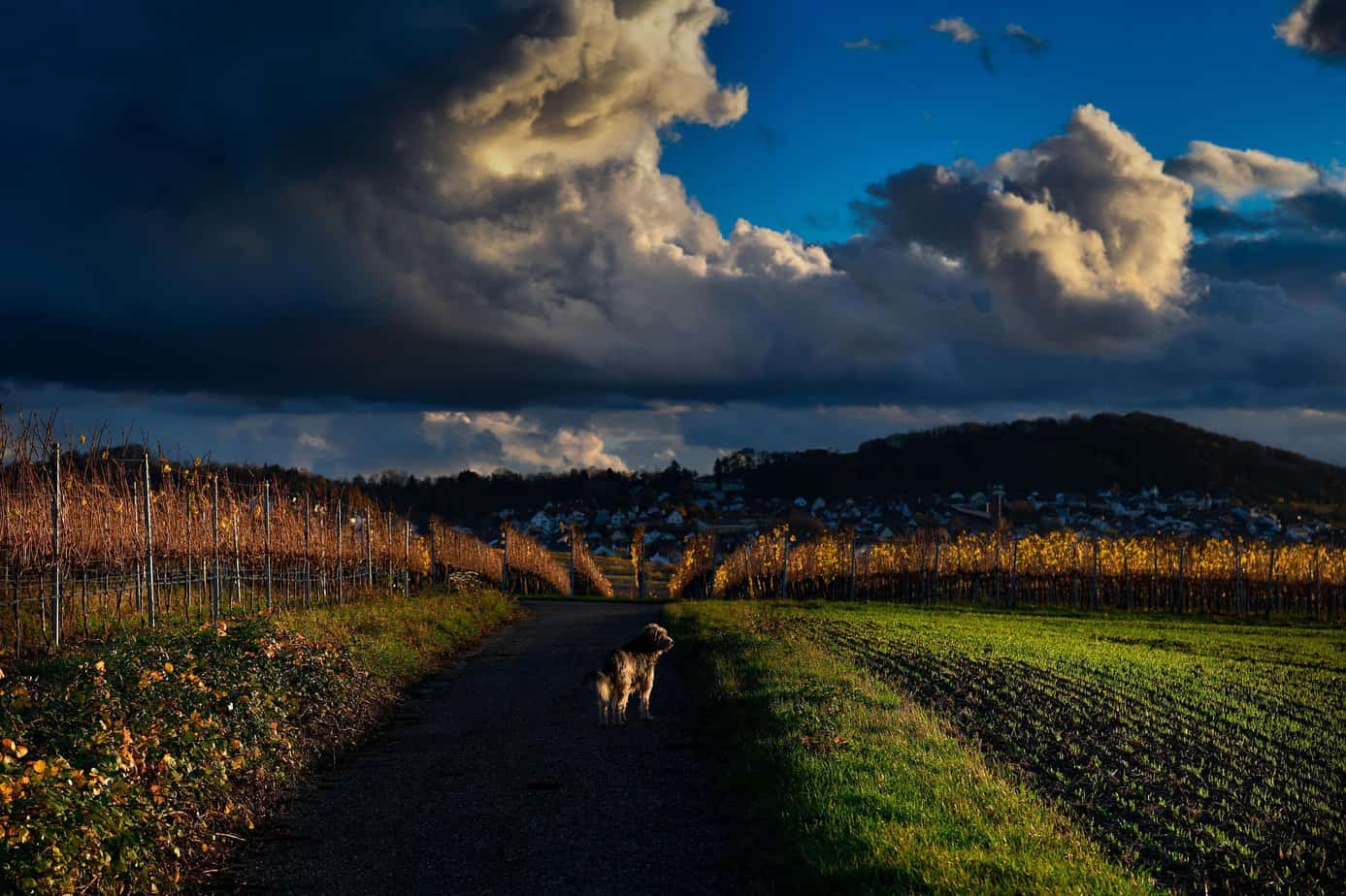 a dog next to a winery, looking around as the sun is setting on a dog-friendly winery in Margaret River