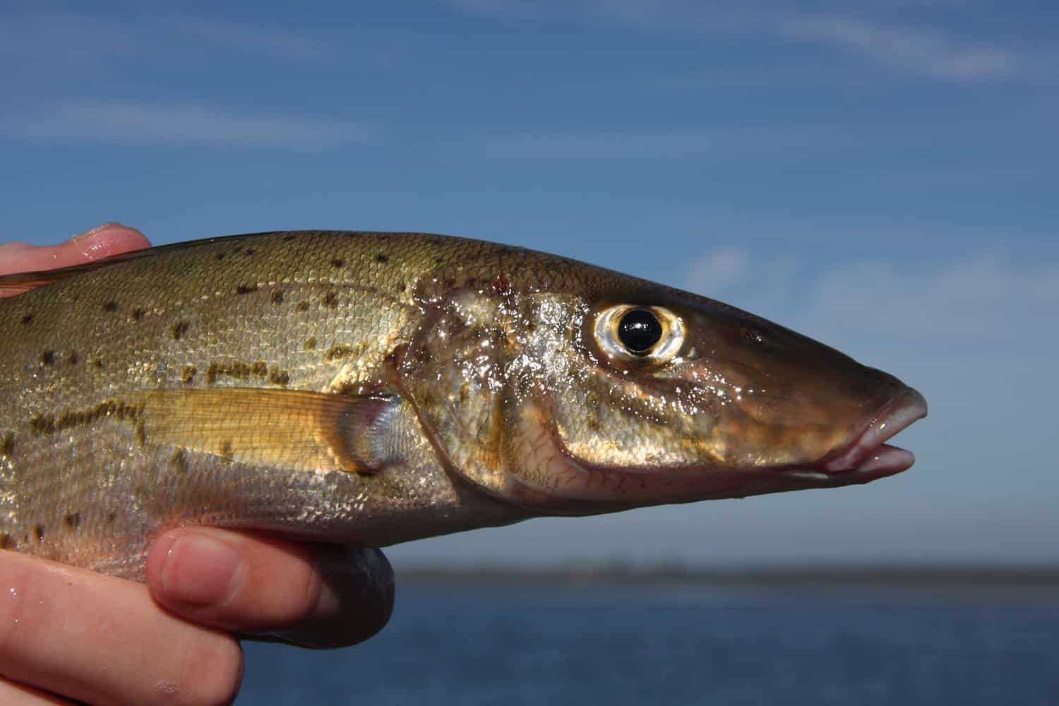 King George Whiting: Your Ultimate Guide To Catching KGW (Locals