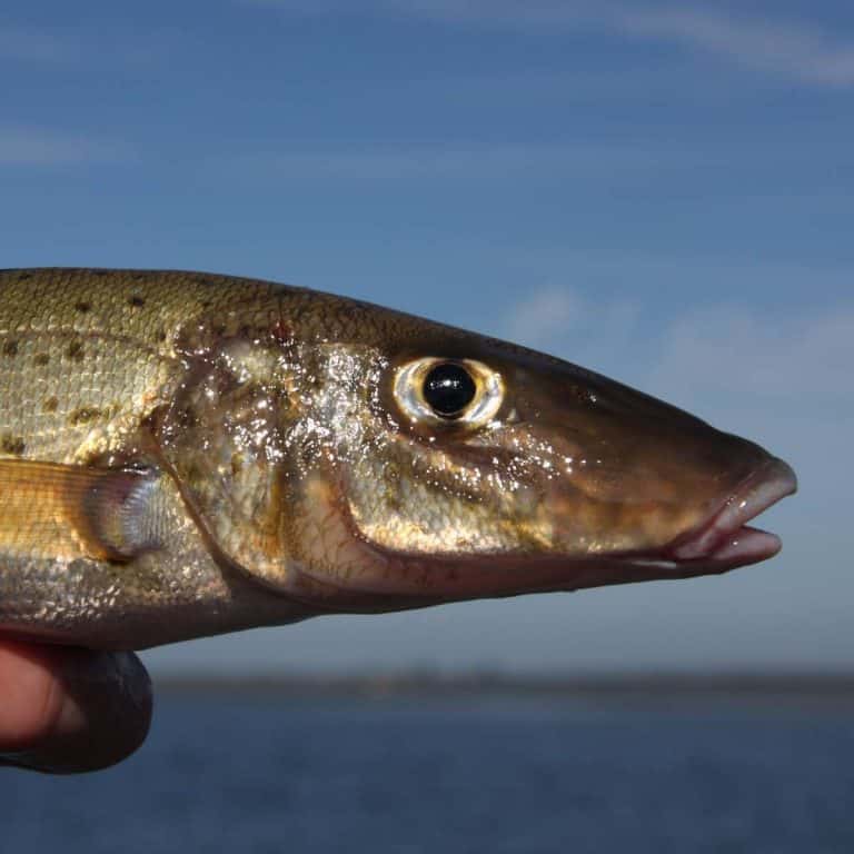 King George Whiting: Your Ultimate Guide To Catching KGW (Locals Guide 2023)