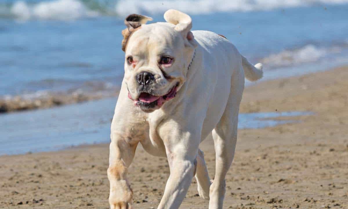dog friendly beaches margaret river