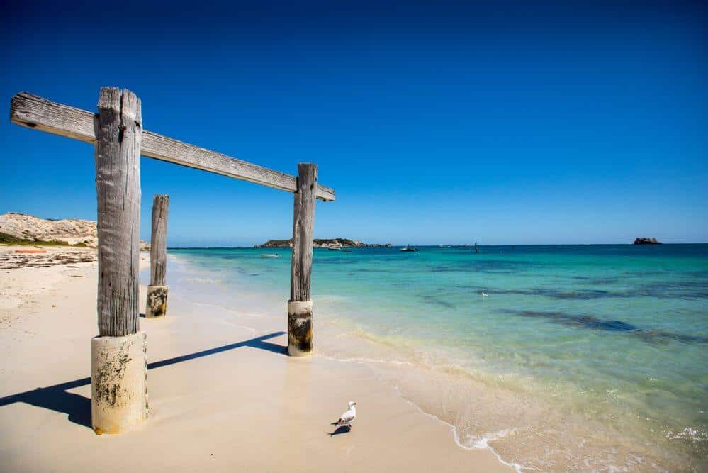 Weathered wooden posts, the remains of the old jetty, stand sentinel on the edge of the crystal-clear waters of Hamelin Bay, with a lone seagull perched on the white sand, creating a tranquil scene against the backdrop of a vivid blue sky.