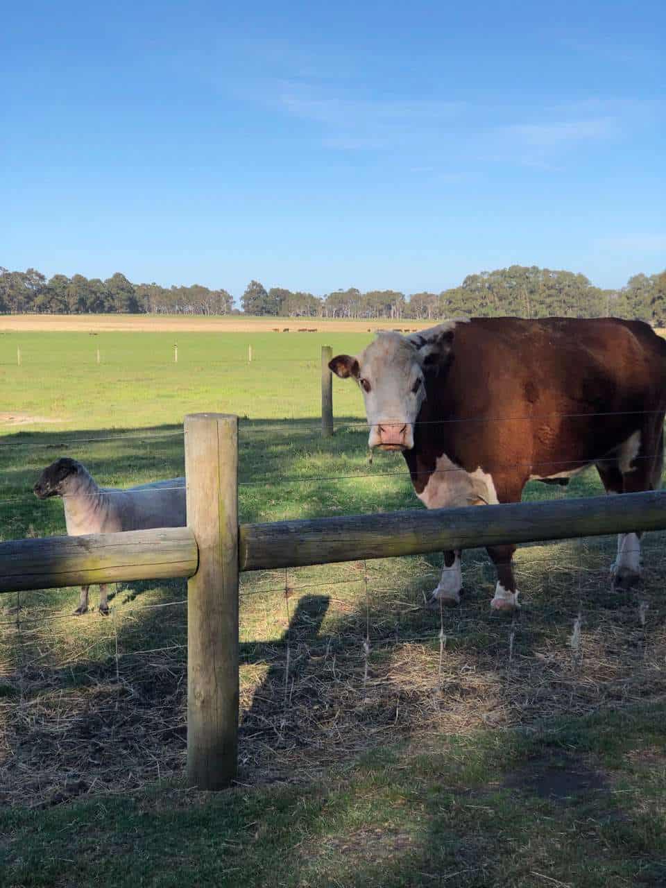 cow and sheep behind fence at farmstay in margaret river