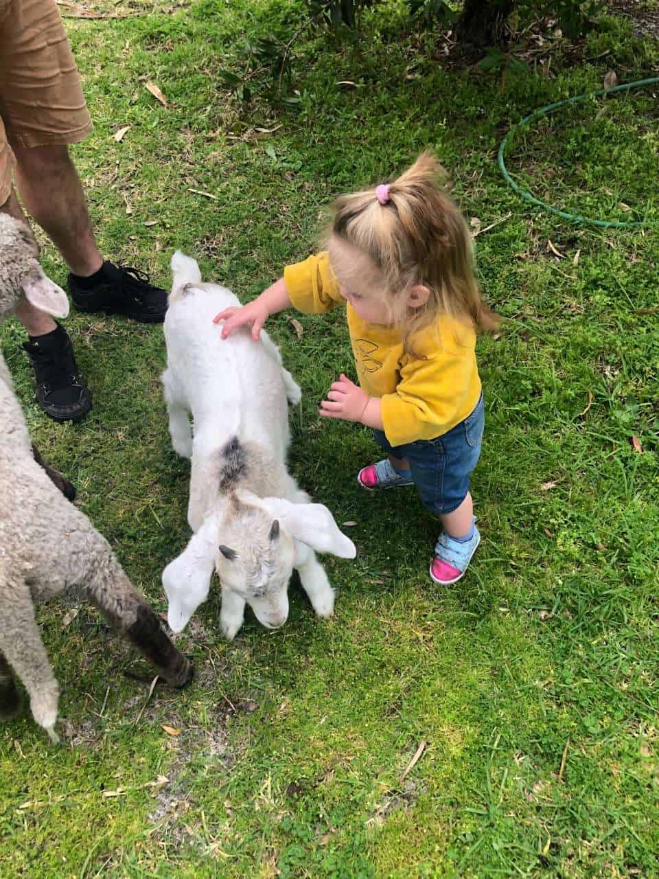 child patting lamb at farmstay in margaret river