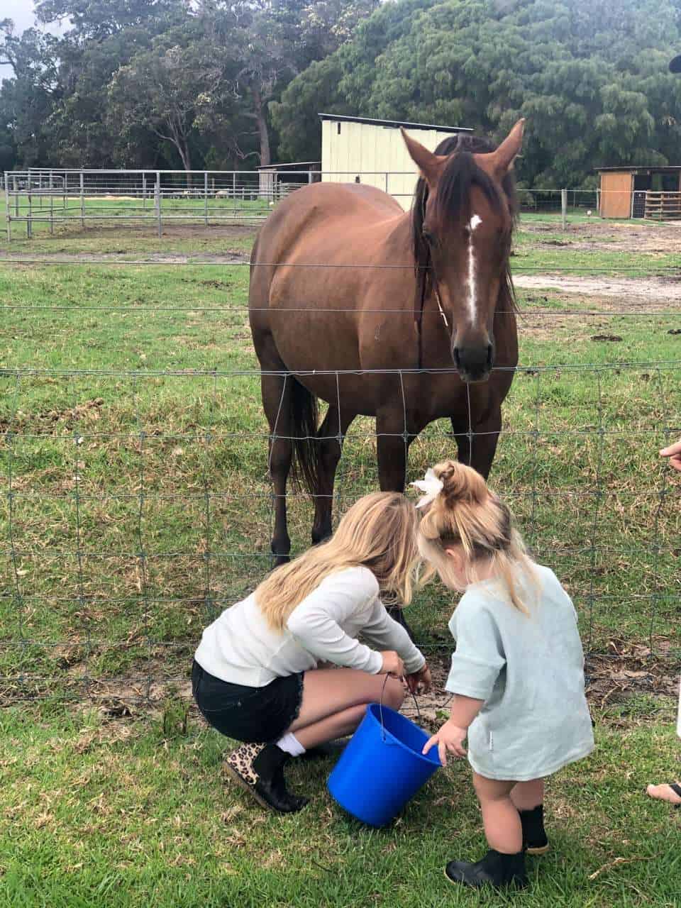 children feeding horse at farmstay in margaret river