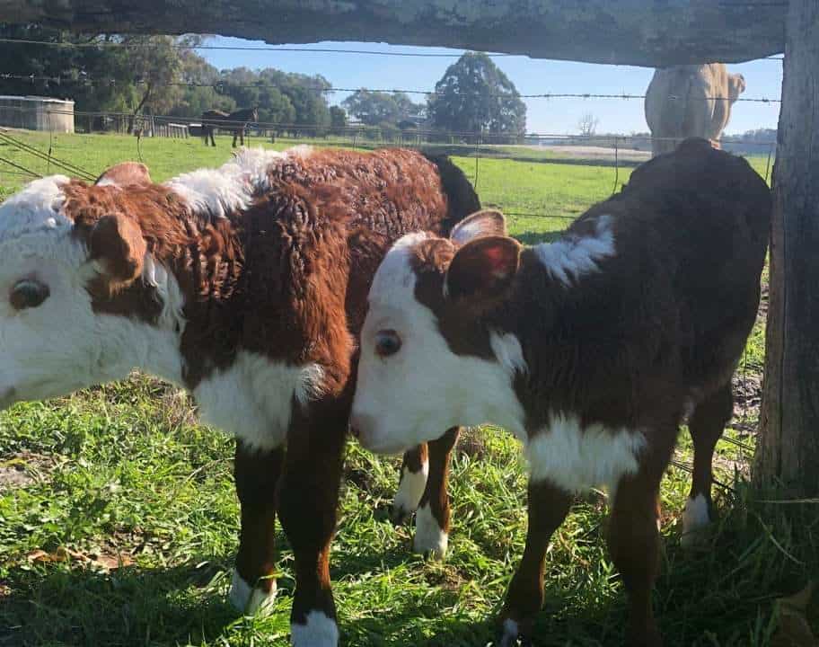 two calves hanging out at at a farmstay in margaret river
