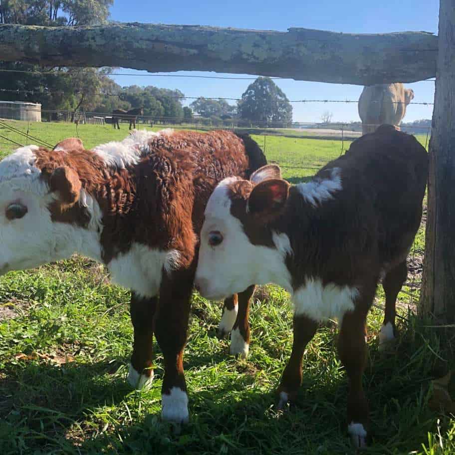 two calves hanging out at at a farmstay in margaret river