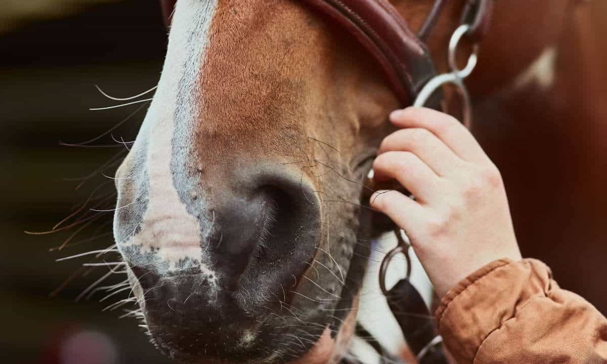 close up photo of a horses face as the rider prepares to go horse riding in margaret river