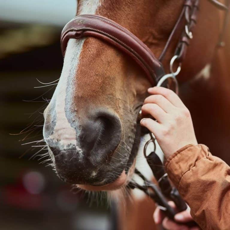 5 Best Horse Riding Schools Margaret River (Locals Guide)