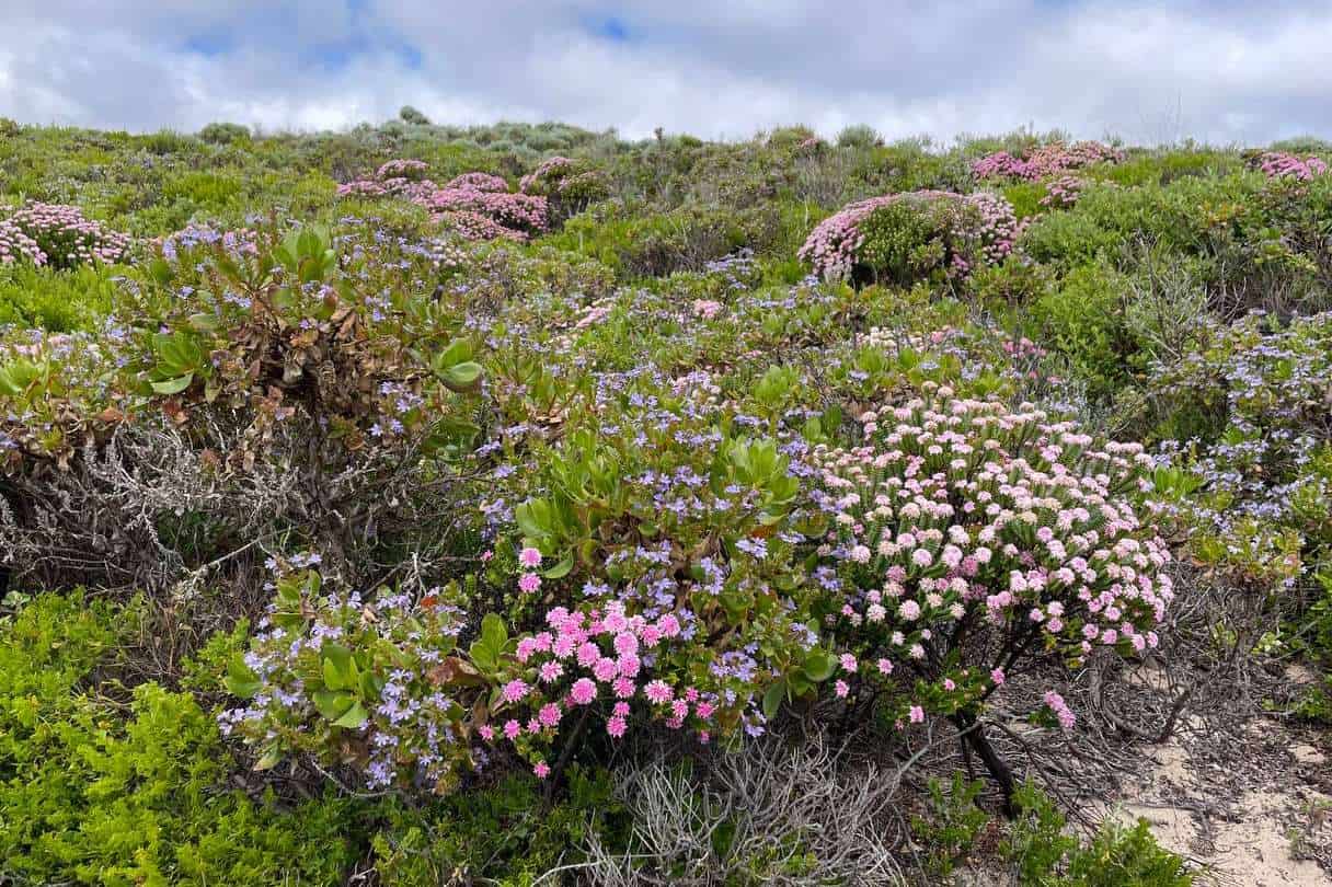 Bushflowers along the Cape to Cape Walk Accommodation