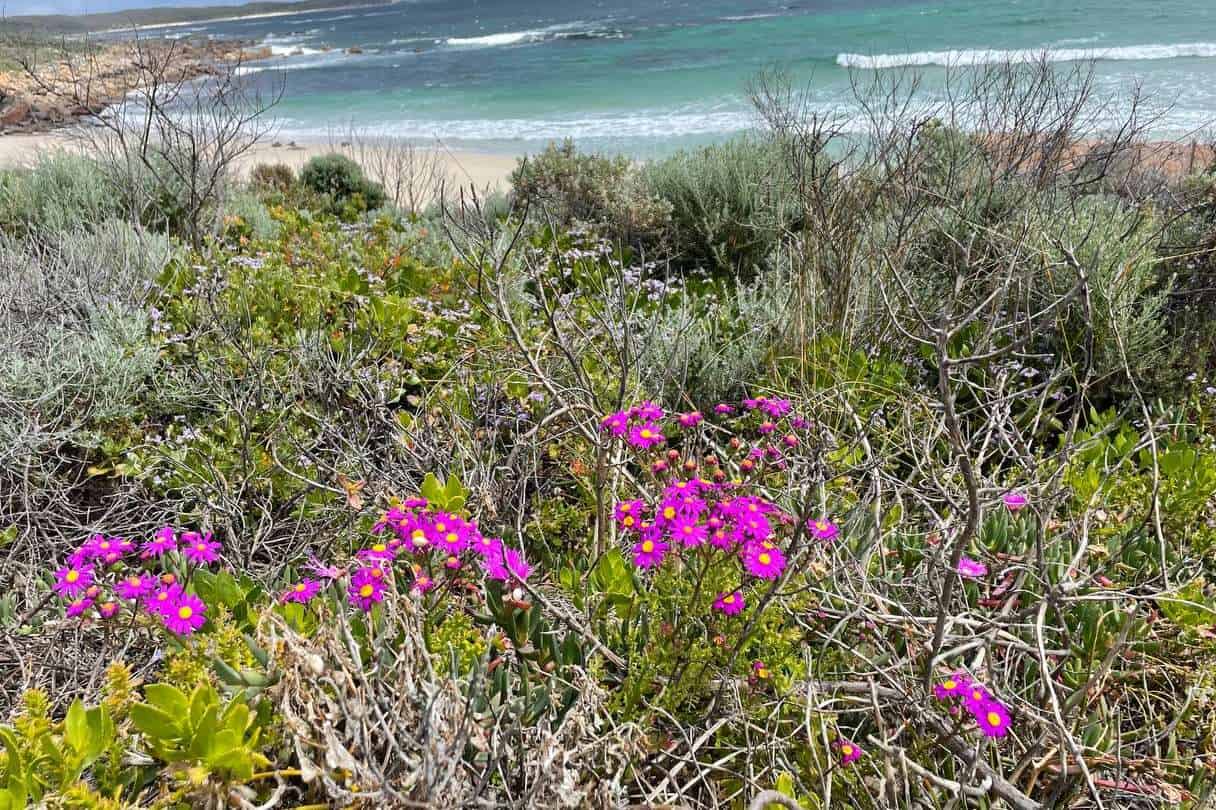 View of Bushflowers on the Cape to Cape Walk