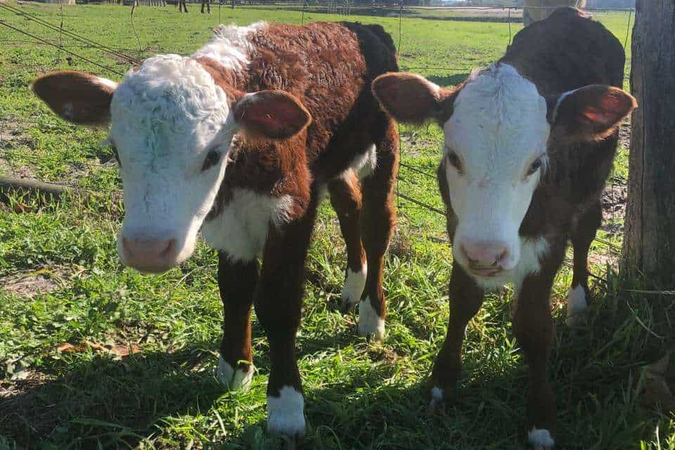 Two curious Hereford calves peering through a fence on a sunny day, showcasing the charming farm animal encounters as part of the rural things to do in Margaret River.