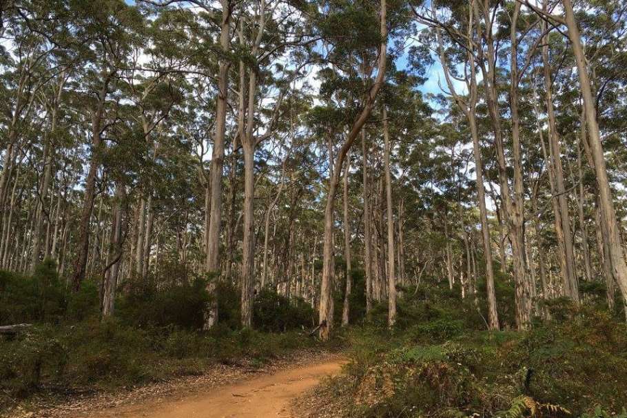 A walking trail meanders through the towering karri trees in the Boranup Forest, one of the captivating things to do in Margaret River, inviting nature enthusiasts and hikers alike.