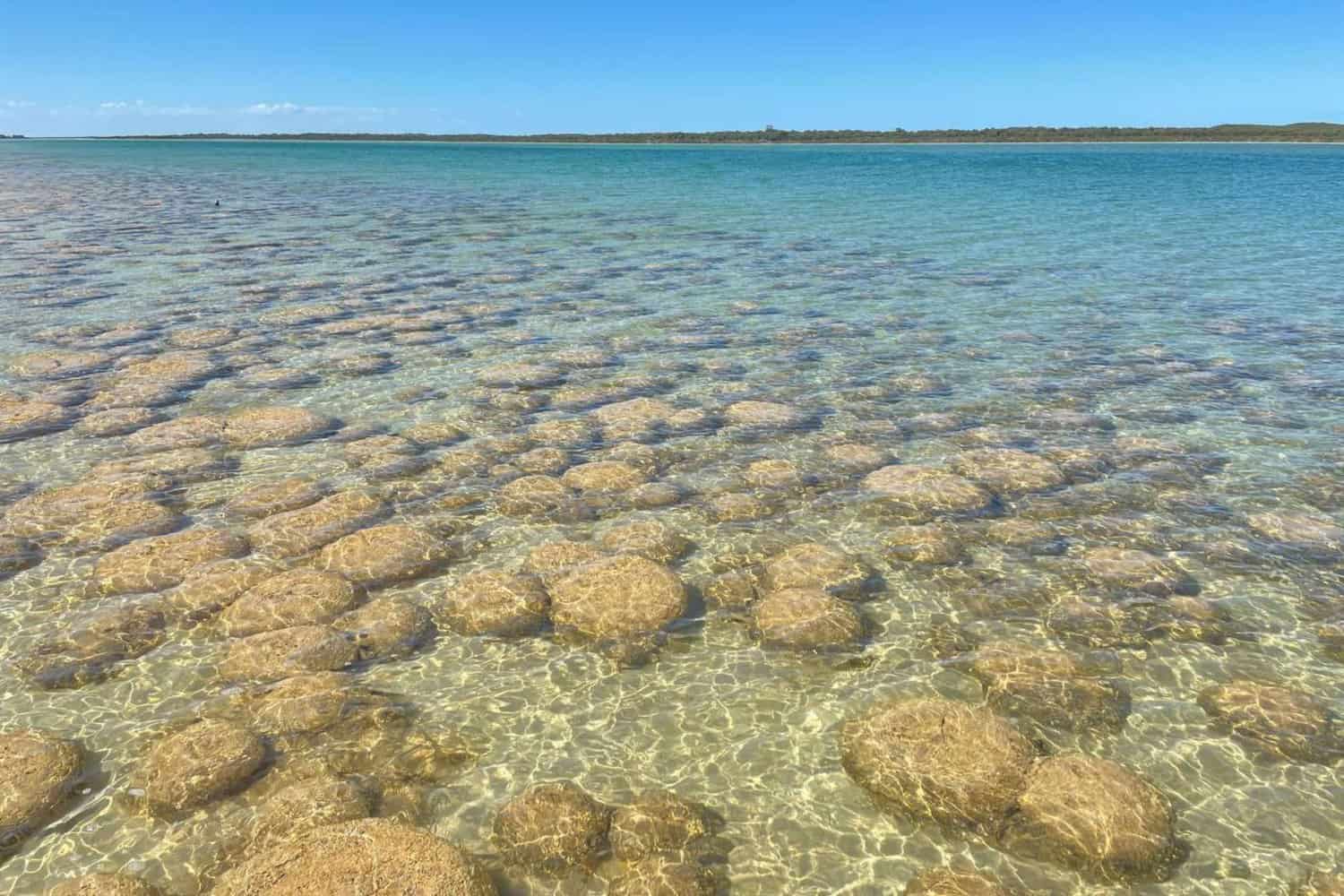 View of Lake Clifton Thrombolites from the boardwalk