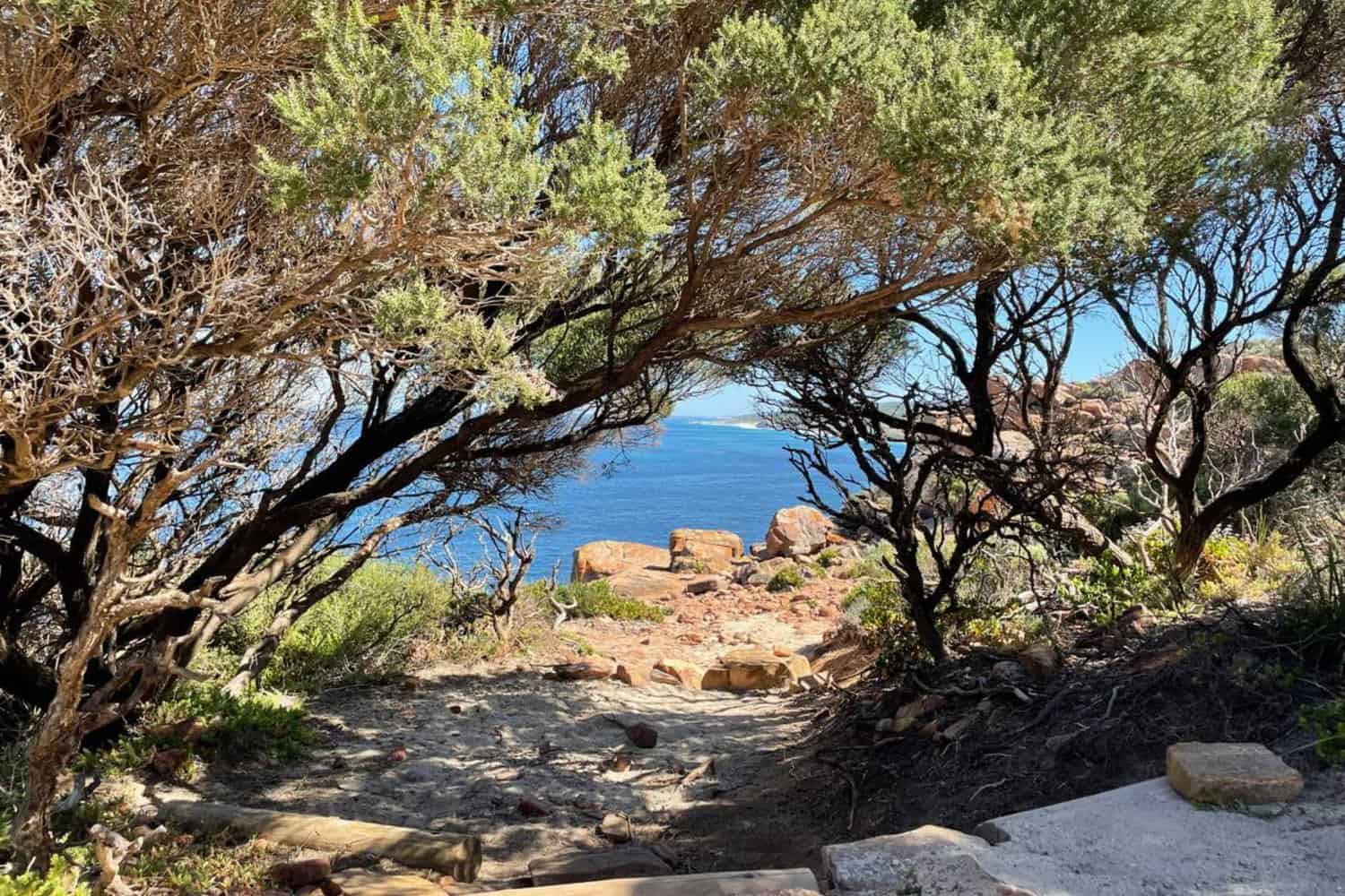 Natural archway formed by twisted trees framing the rugged terrain of Wilyabrup Sea Cliffs, with the Indian Ocean extending into the horizon under a bright blue sky.