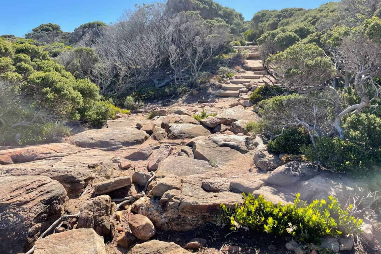A natural stone pathway meandering through shrubby vegetation, leading towards the Wilyabrup sea cliffs, highlighted by the bright Australian sun.