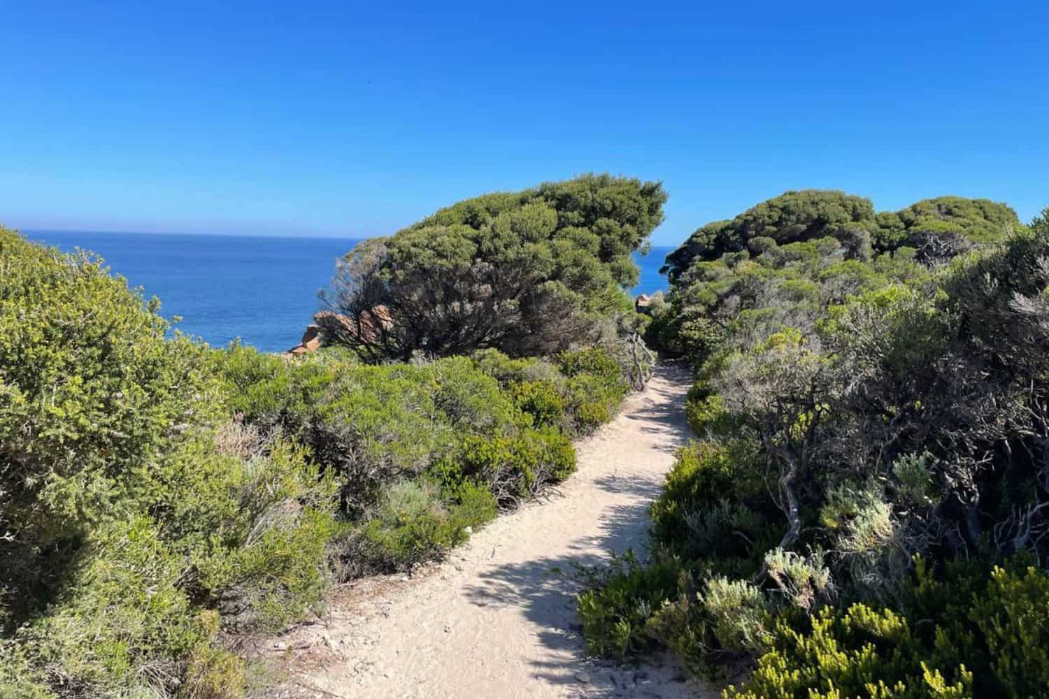 A sandy footpath flanked by dense coastal shrubbery leading to the Wilyabrup sea cliffs, with a glimpse of the serene ocean in the background and a clear sky above.