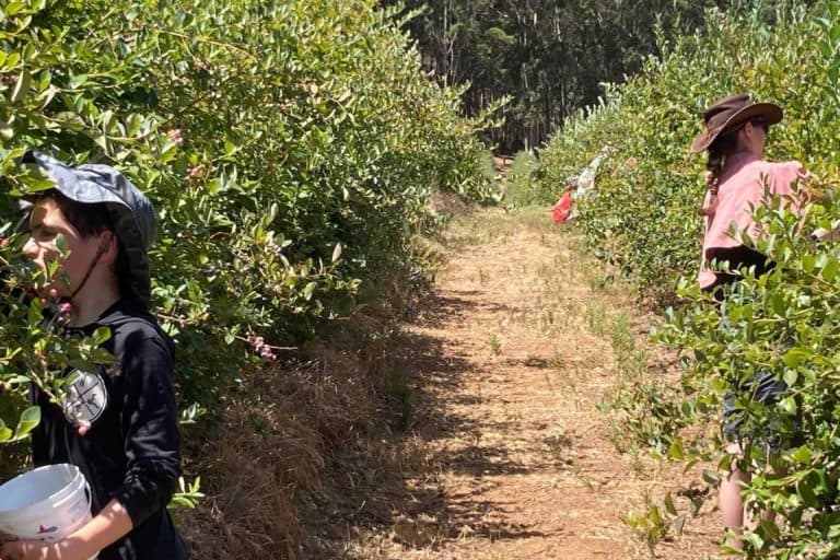 Blueberry Picking Margaret River: LOCALS 2023 GUIDE