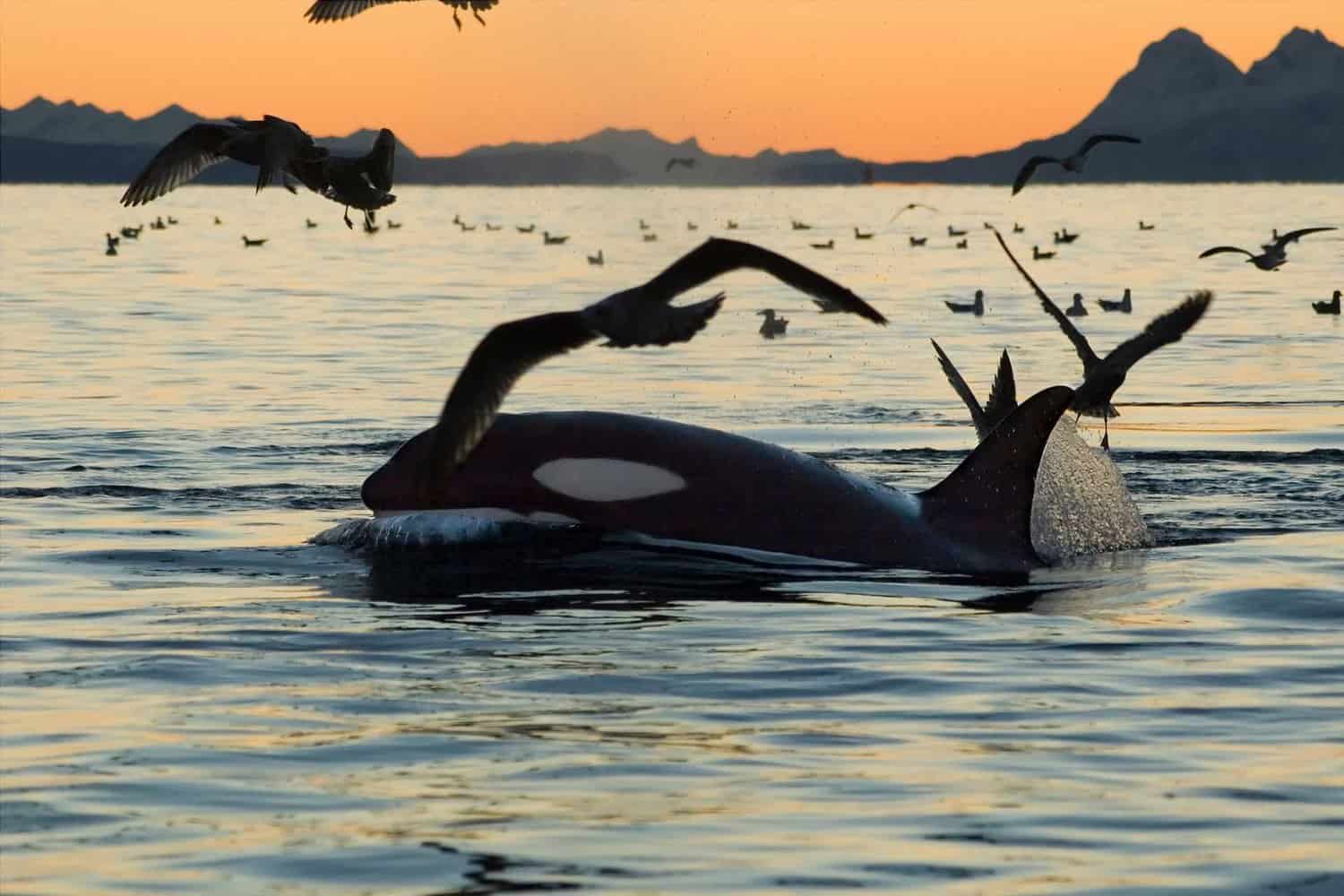 bremer bay orca tours