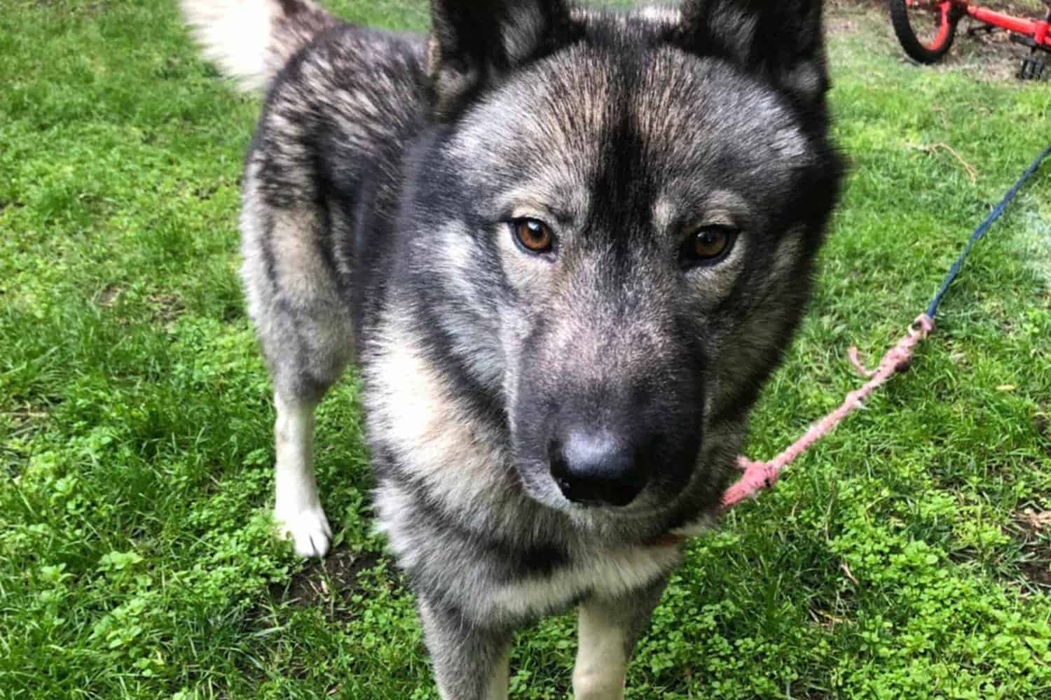 Close-up of a friendly husky dog on a leash, with striking brown eyes, standing on lush green grass.