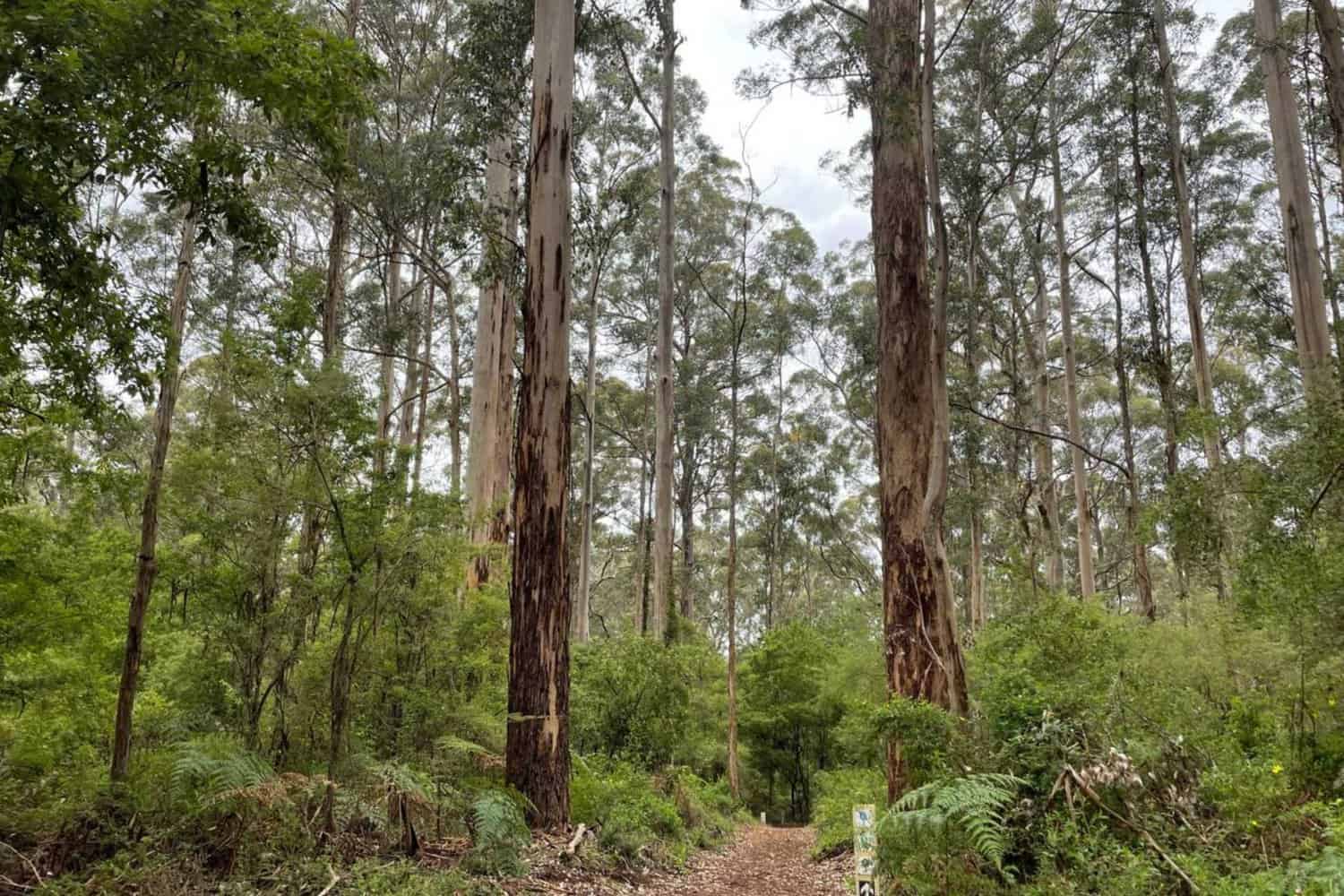 view of Pemberton Forest when travelling from Perth to Pemberton