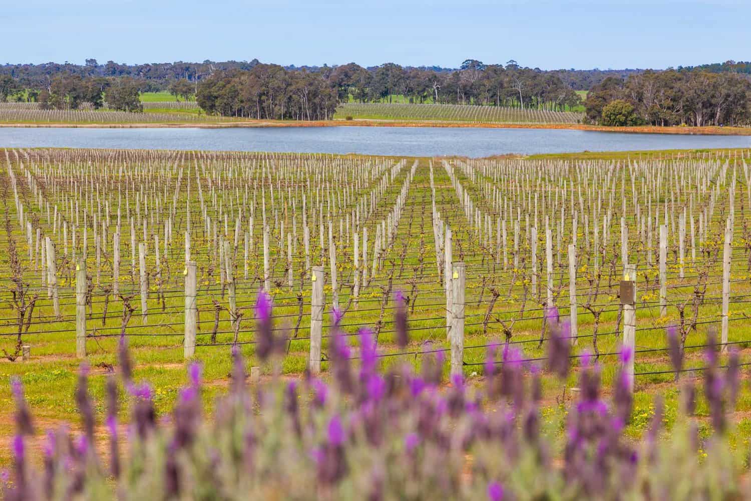 view of a vineyard on a perth to margaret river tours