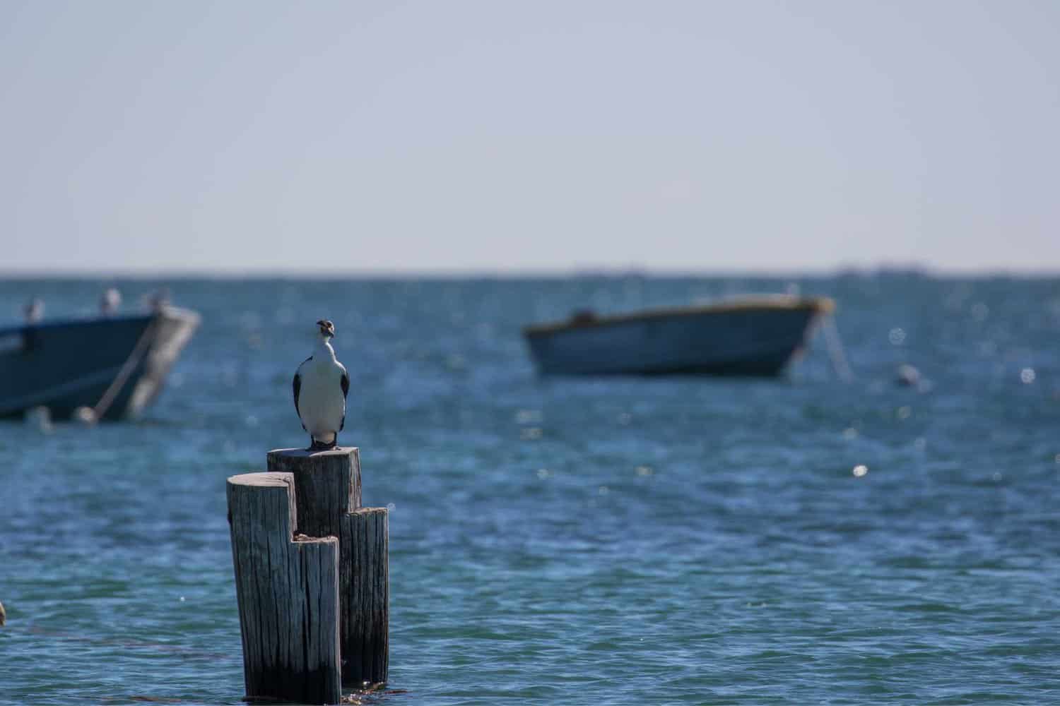 pinnacle tours margaret river