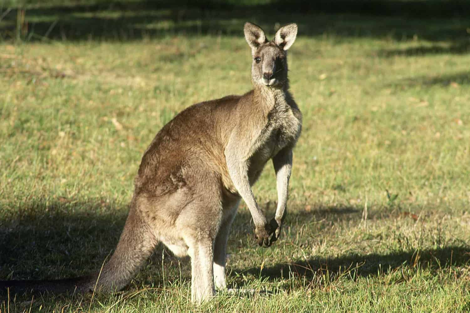 pinnacle tours margaret river