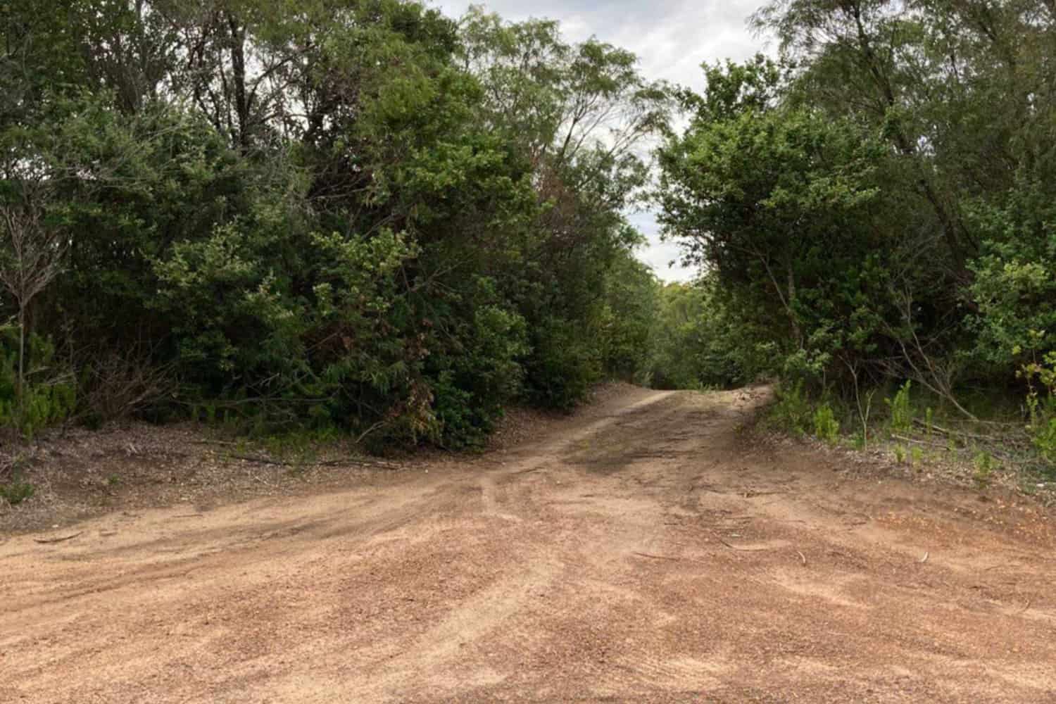 A fork in a dirt road within an Australian bushland, demonstrating a common driving scenario where choosing the correct path is crucial. This scene underscores the importance of planning and navigation for driving in Australia, especially in remote areas.