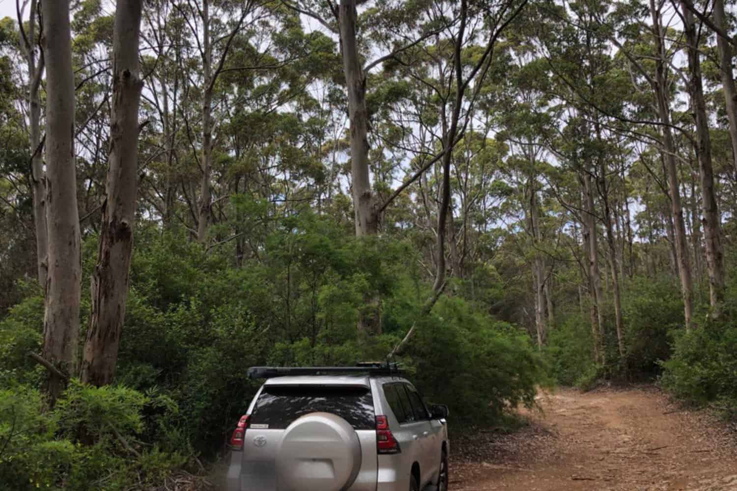 A silver SUV with a spare tire mounted on the back is parked on a rugged dirt road amidst the tall, slender trees of Boranup Forest near Margaret River, capturing a peaceful moment in a quintessential Australian woodland setting.