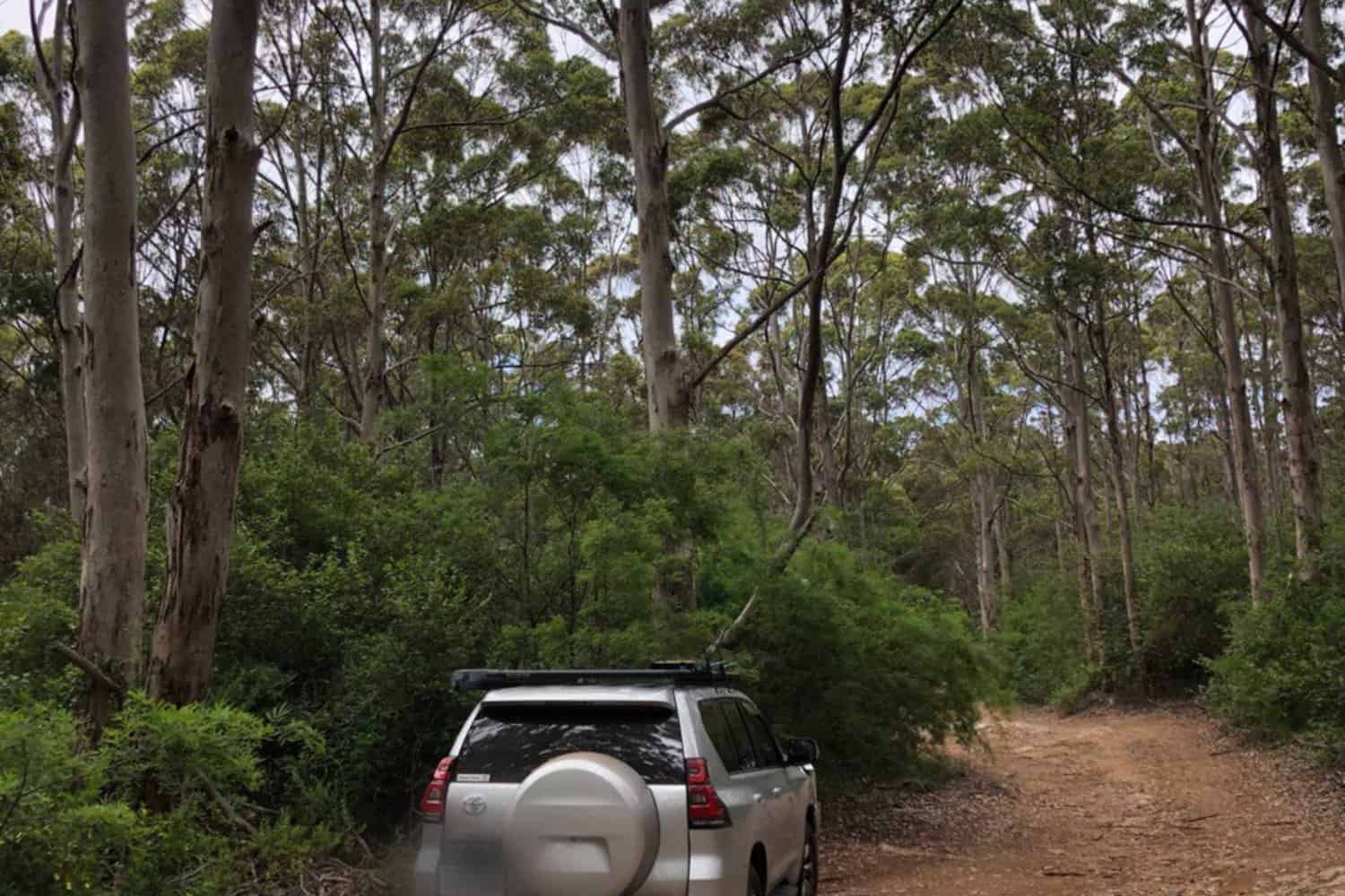 A silver Toyota hire car with a spare wheel mounted on the back navigates a rugged dirt trail surrounded by the lush forest of Margaret River, showcasing the vehicle's suitability for exploring natural terrains.