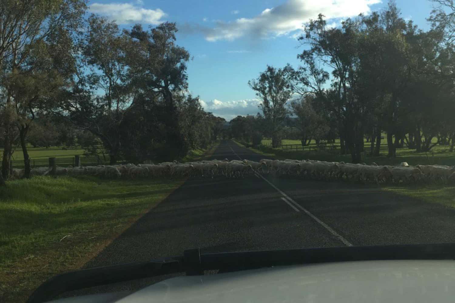 View from a car showing a flock of sheep crossing a country road lined with trees, a common pastoral scene near Margaret River, depicting the region's rural charm.
