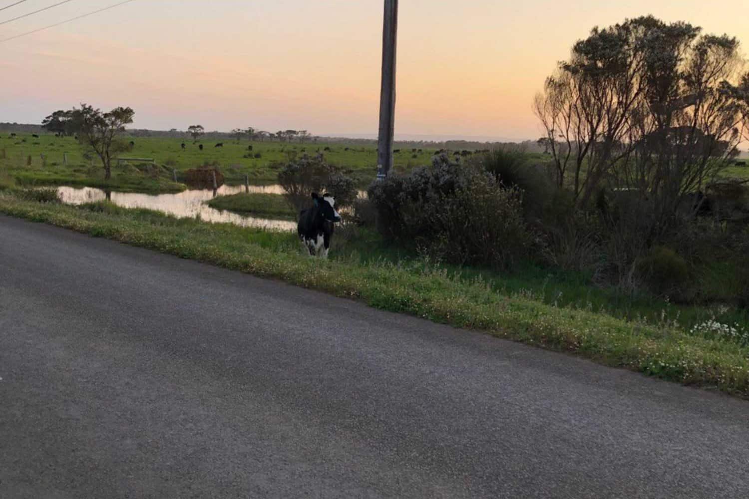 A cow stands by the roadside at dusk in Margaret River with a waterlogged field in the background, highlighting the agricultural aspect of the region against a sunset-painted sky.