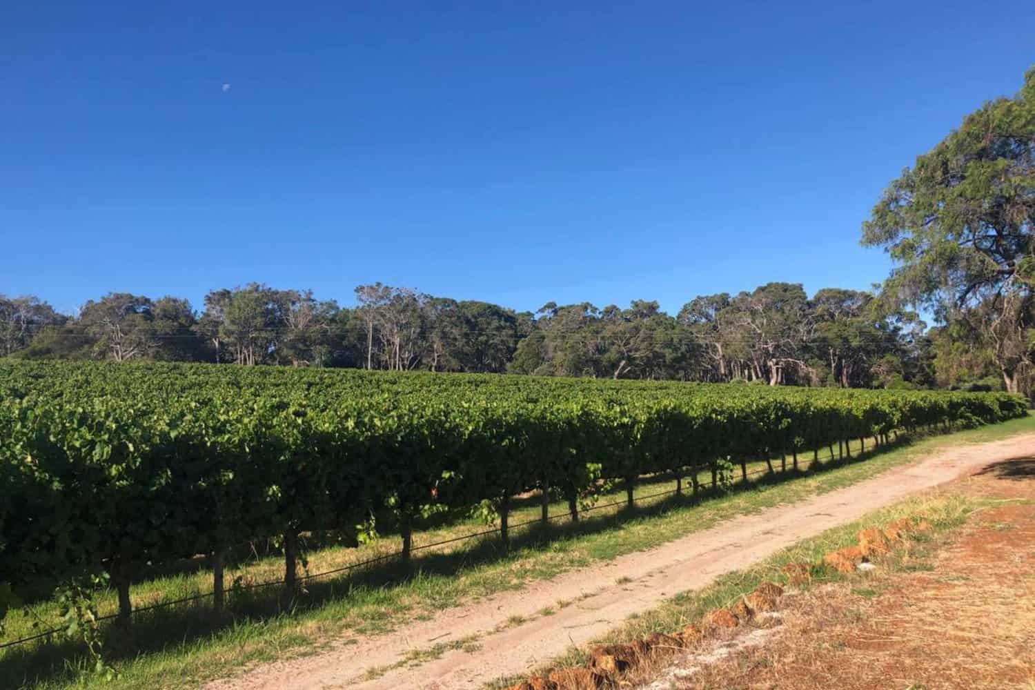 view of Margaret River vineyard on a best wine tours margaret river