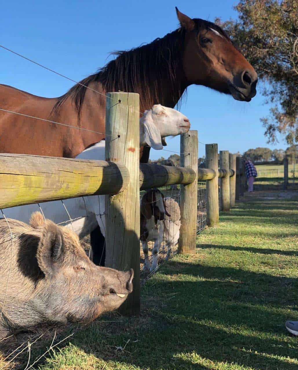 image of farm animals waiting to be fed at a farmstay Margaret river