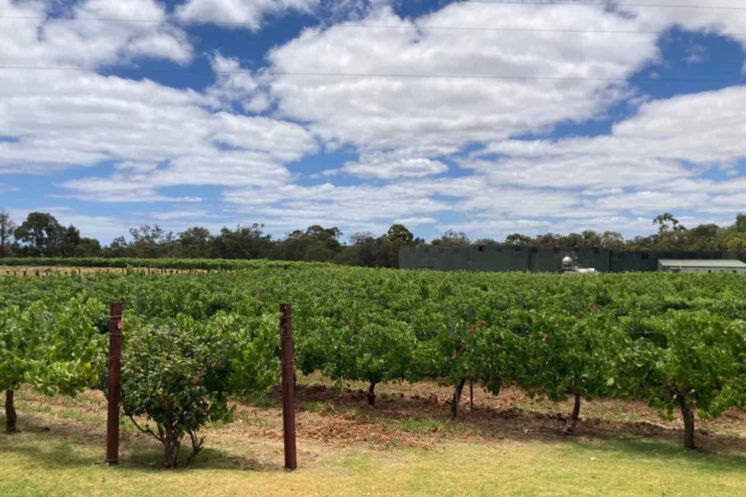 Lush vineyards under a cloudy sky in Margaret River, a region renowned for its premium winemaking.