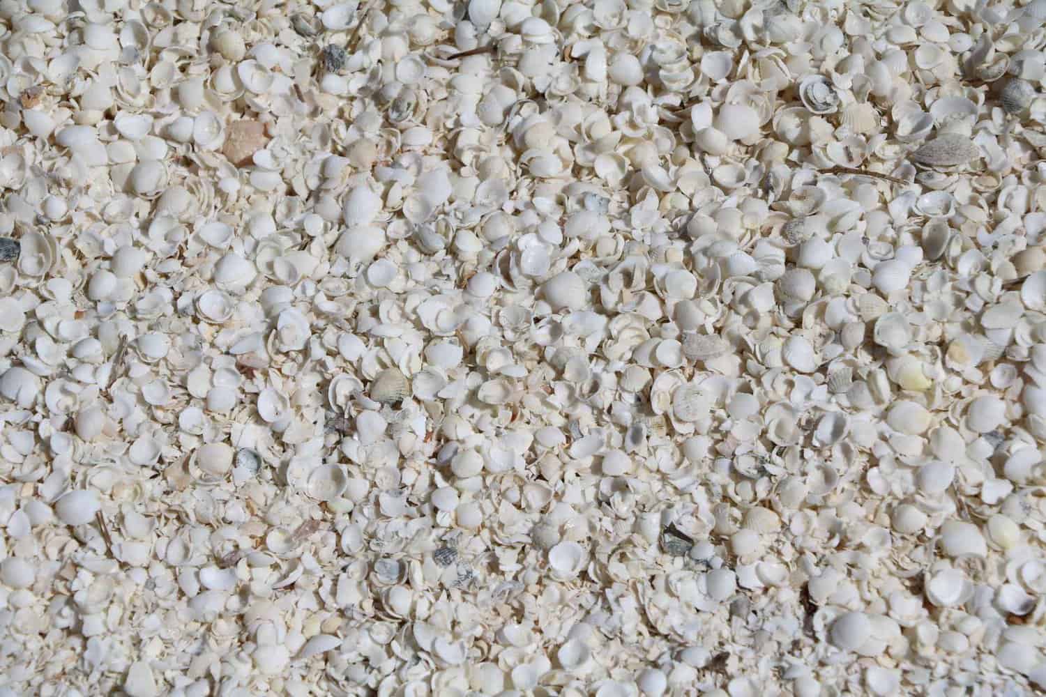 Close-up view of the unique Shell Beach in Shark Bay, Denham, revealing millions of tiny shells that create the picturesque shoreline during the Perth to Exmouth adventure, showcasing the area's natural beauty
