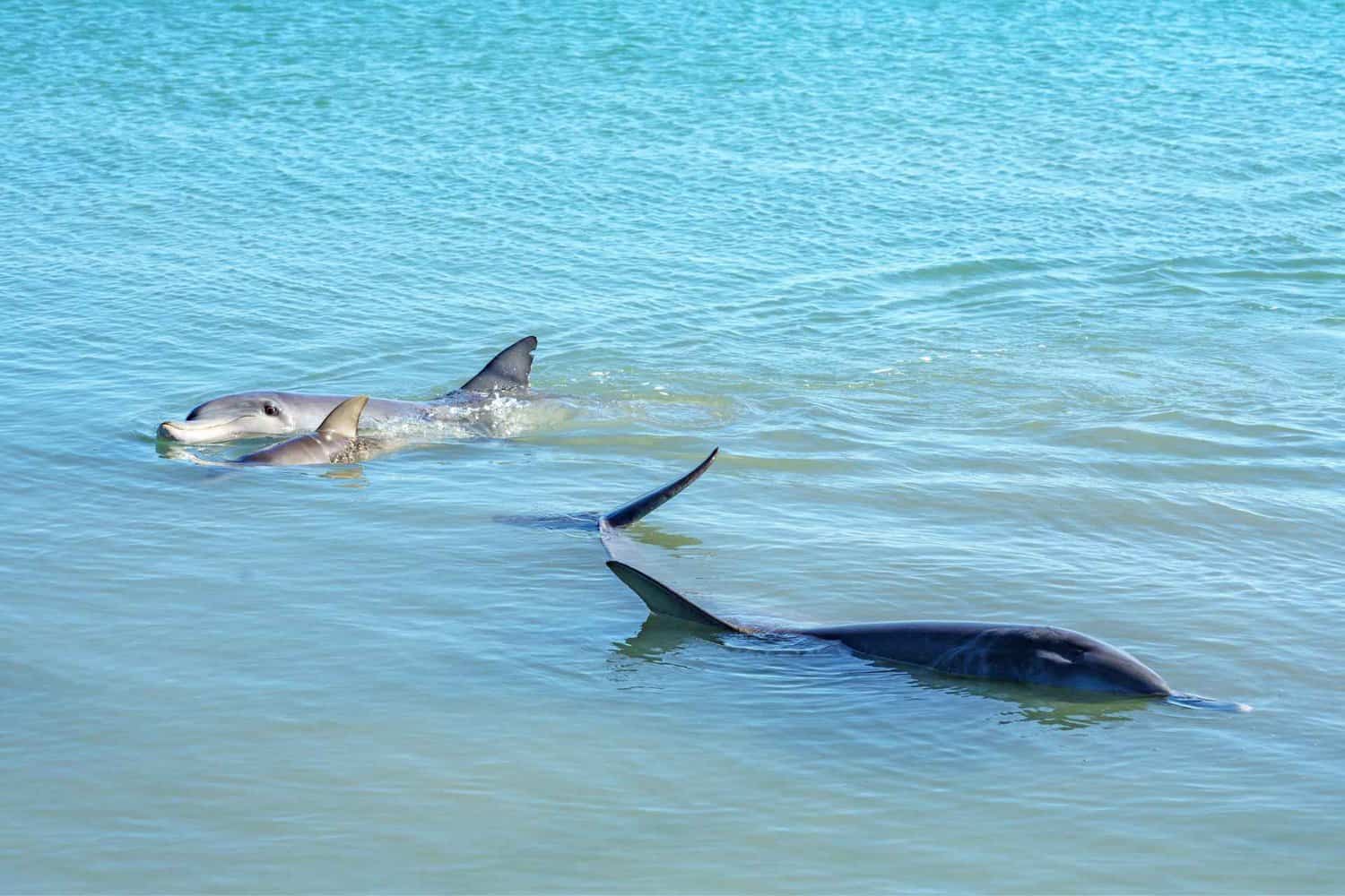 Captivating view of dolphins gracefully swimming in the waters of Monkey Mia, offering visitors an unforgettable encounter with marine life during their Perth to Exmouth journey