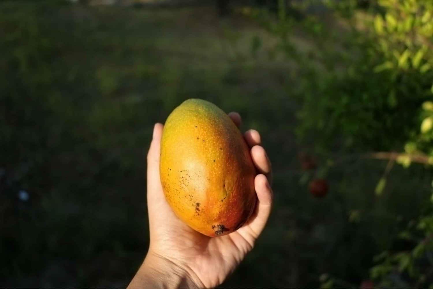A person proudly holding a ripe mango, highlighting the fresh and delicious produce available along the Fruit Loop Drive Trail in Carnarvon during the Perth to Exmouth adventure, showcasing the region's agricultural abundance