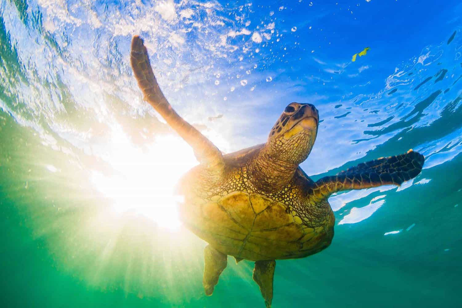 Beautiful turtle swimming gracefully in the water during a Turtle Eco Tour in Coral Bay, offering visitors an incredible opportunity to observe marine life up close on their Perth to Exmouth journey