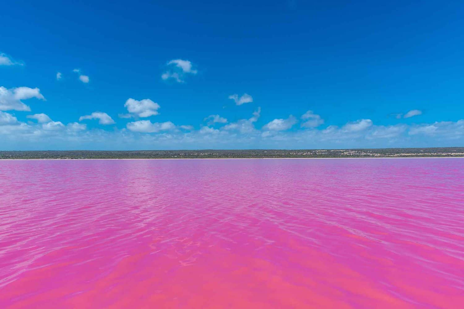 Vibrant view of Hutt Lagoon Pink Lake in Port Gregory, featuring the striking pink waters in the foreground and a clear blue sky overhead, highlighting the natural wonder on the Perth to Exmouth journey