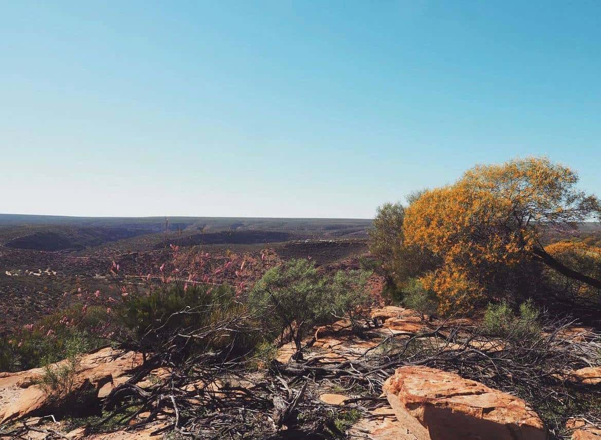 Vibrant wildflowers and native shrubs bloom amidst the rocky terrain of the Australian outback, with a sweeping view of the expansive landscape under the bright blue sky, taken on a trip from Perth to Kalbarri.